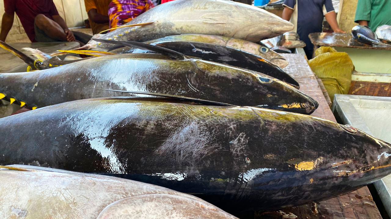 Jodari (Yellowfin tuna): moja ya aina ya samaki ambazo TAFICO inalenga kuvua kutoka maji marefu ya bahari, kuchakata, kuuza na kuongeza mnyororo wa thamani